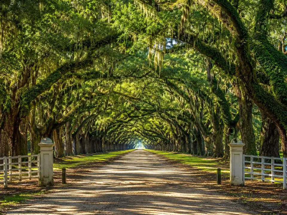 The 1.5-mile avenue of live oaks at Wormsloe Historic Site near Savannah