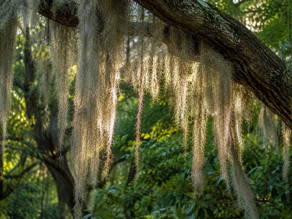 Spanish moss hanging from the live oaks along the Wormsloe avenue