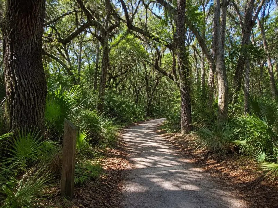 A nature trail through maritime forest at Wormsloe Historic Site